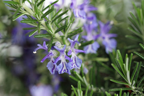 The six oils of the Juniper Scalp Therapy Shampoo - ROSEMARY OIL