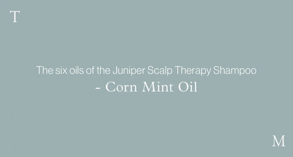 The six oils of the Juniper Scalp Therapy Shampoo – CORN MINT OIL