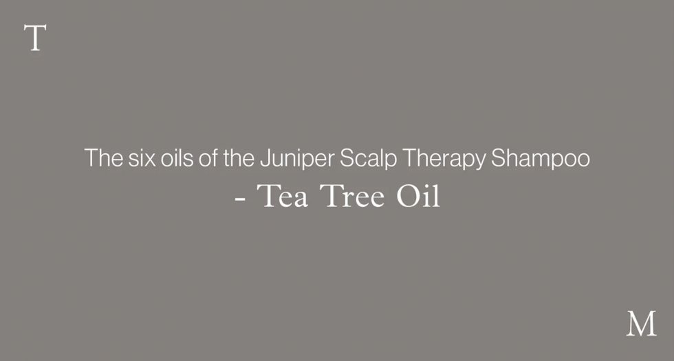 The six oils of the Juniper Scalp Therapy Shampoo – TEA TREE OIL